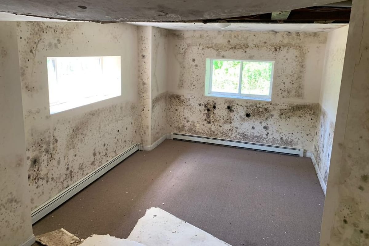 Basement walls and ceiling covered in mold growth in an older home