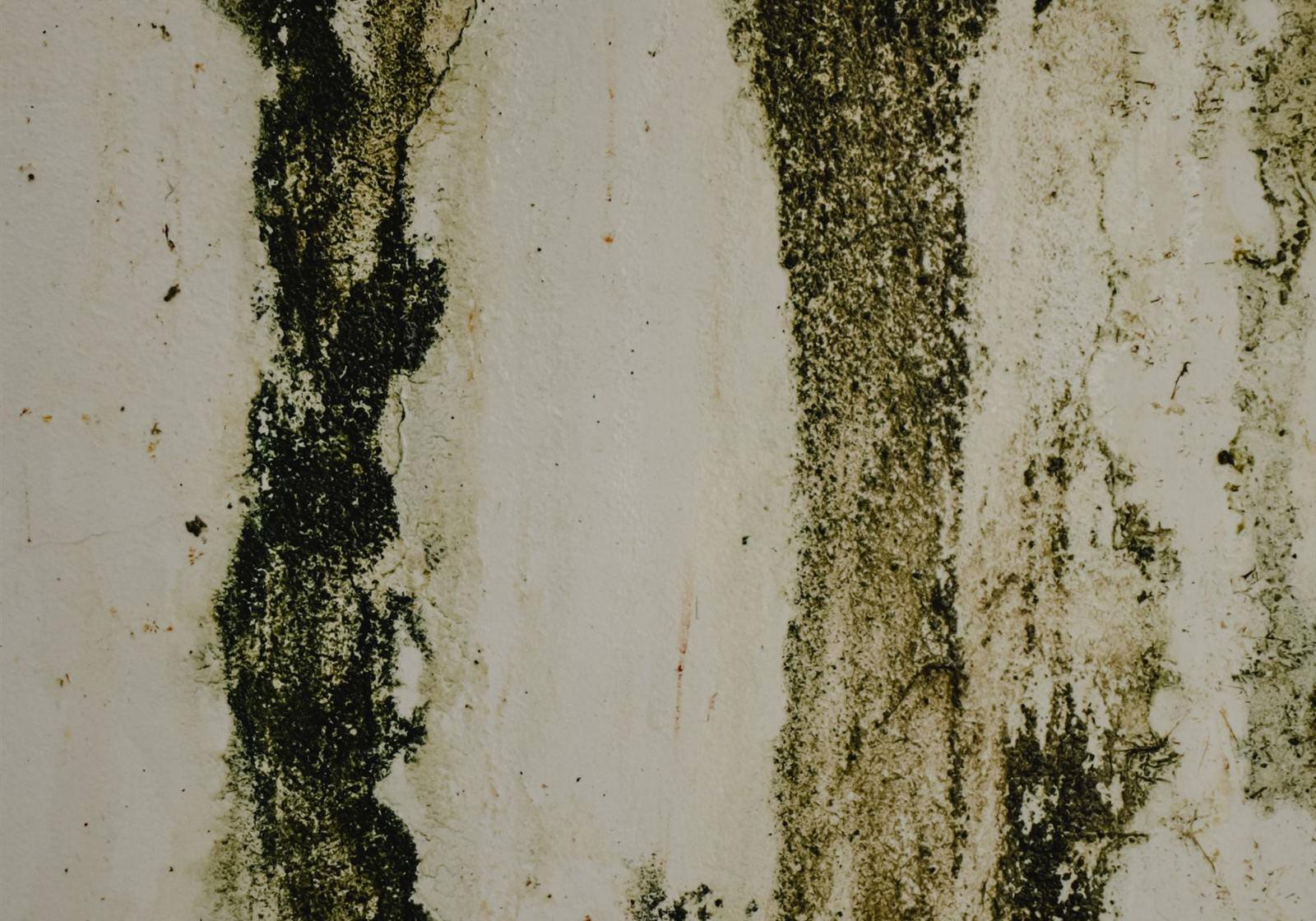 Black mold growing on a damp interior wall