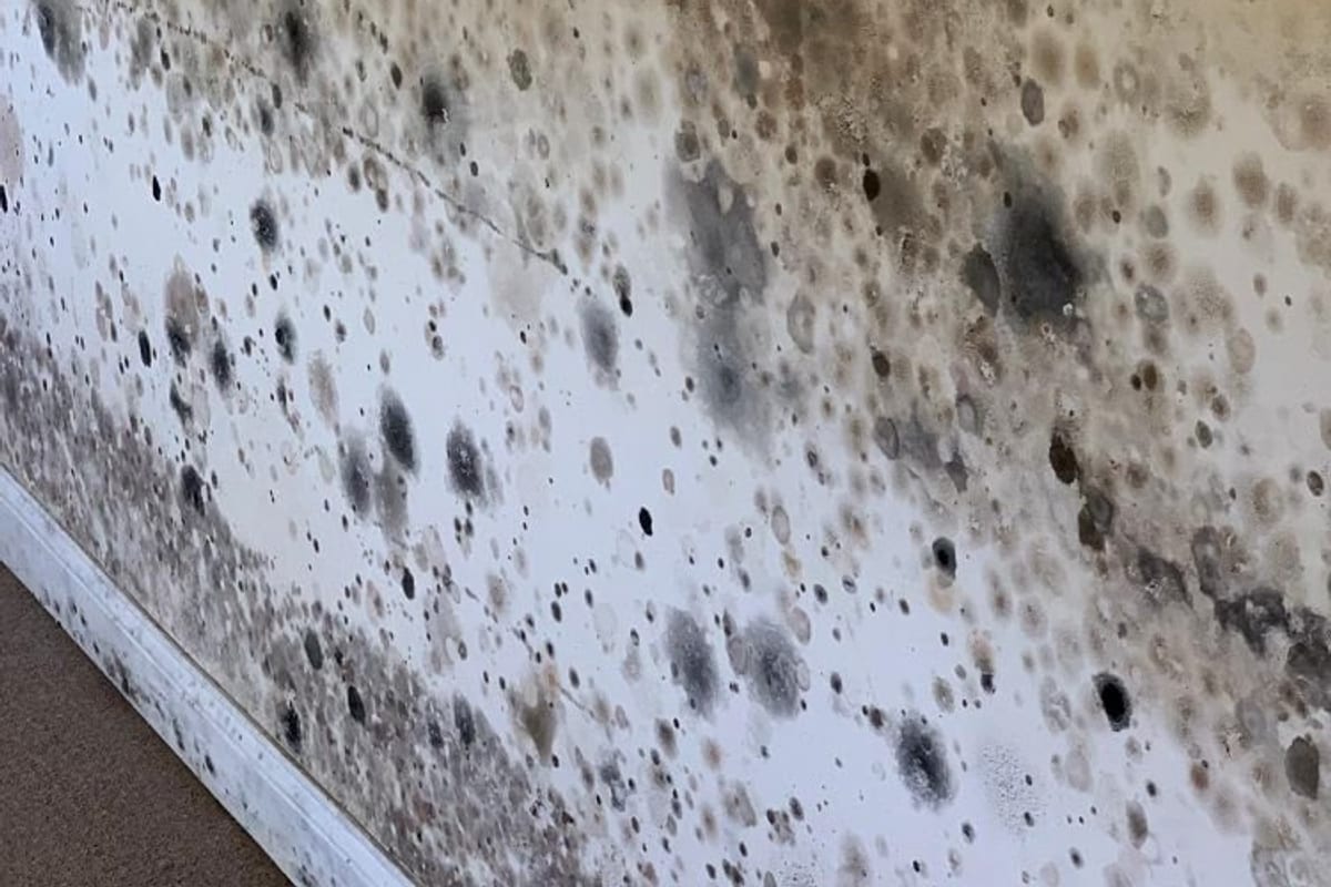 Heavy black mold spotting across an interior wall and corner