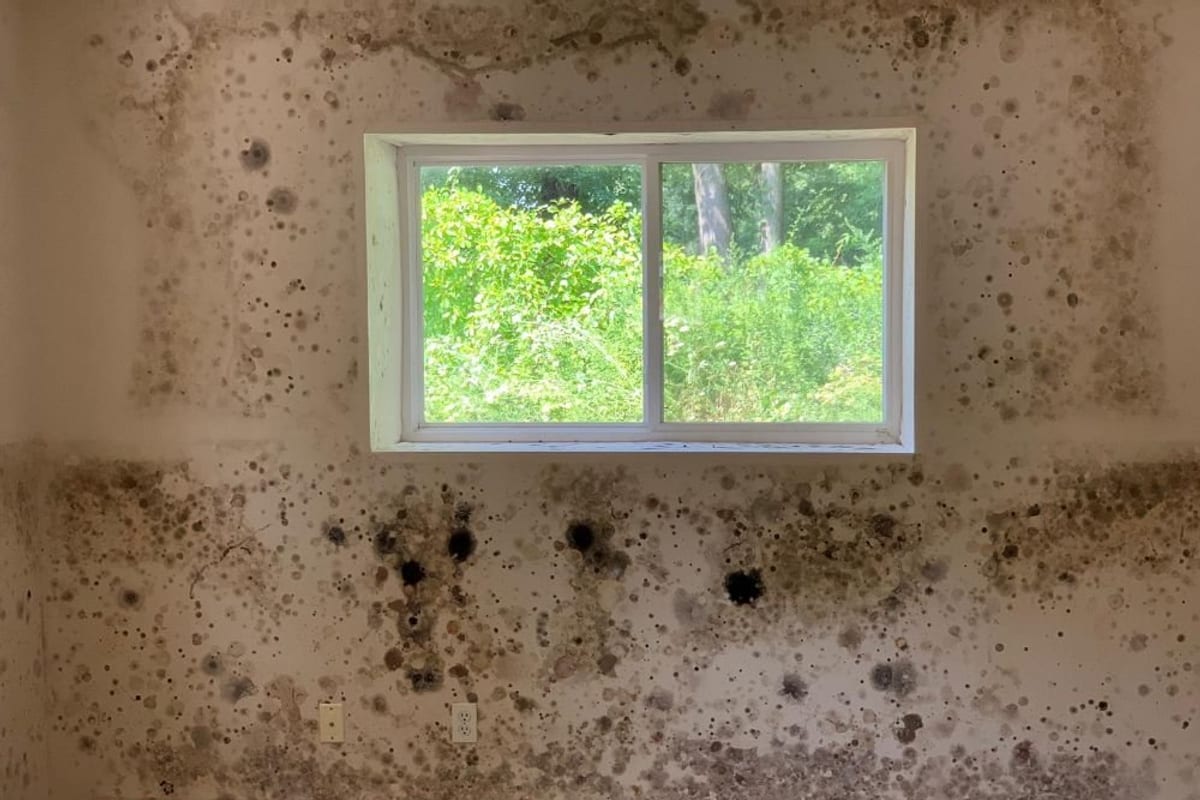 Mold spread across an interior wall below a window